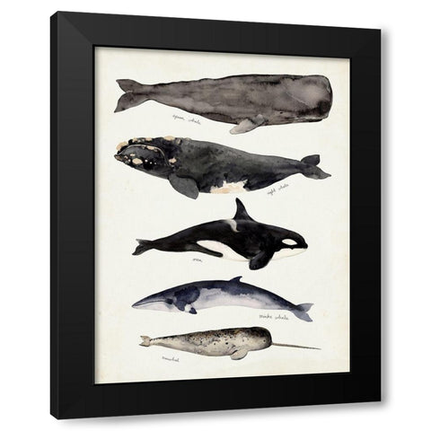 Whale Chart I Black Modern Wood Framed Art Print with Double Matting by Barnes, Victoria