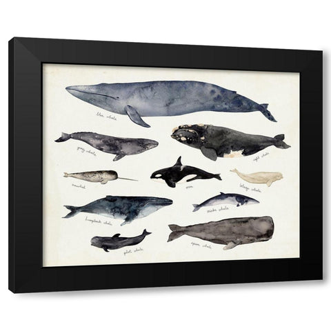 Whale Chart III Black Modern Wood Framed Art Print with Double Matting by Barnes, Victoria