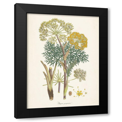Saffron Botanicals I Black Modern Wood Framed Art Print with Double Matting by Unknown