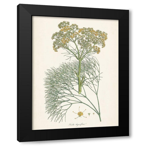 Saffron Botanicals III Black Modern Wood Framed Art Print with Double Matting by Unknown
