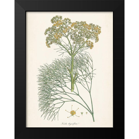 Saffron Botanicals III Black Modern Wood Framed Art Print by Unknown