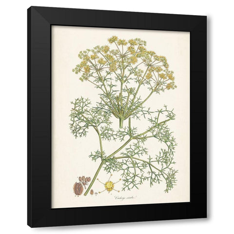 Saffron Botanicals IV Black Modern Wood Framed Art Print with Double Matting by Unknown