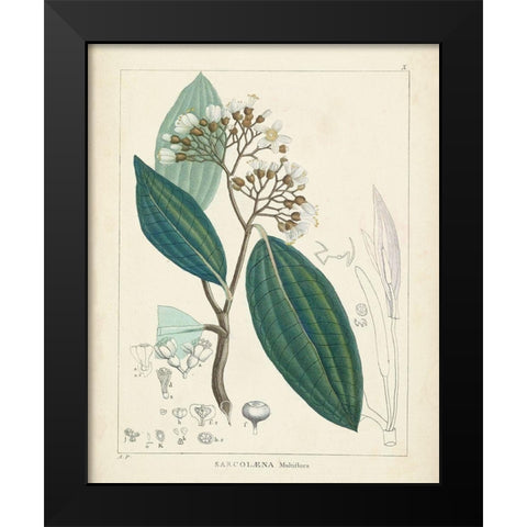 Vintage Verdure I Black Modern Wood Framed Art Print by Unknown