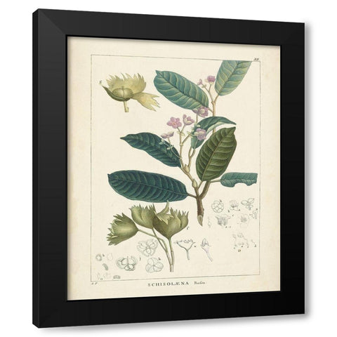 Vintage Verdure II Black Modern Wood Framed Art Print with Double Matting by Unknown