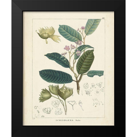 Vintage Verdure II Black Modern Wood Framed Art Print by Unknown