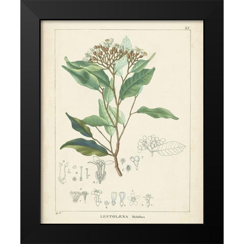 Vintage Verdure IV Black Modern Wood Framed Art Print by Unknown