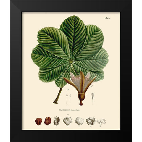 Luscious Leaves I Black Modern Wood Framed Art Print by Unknown