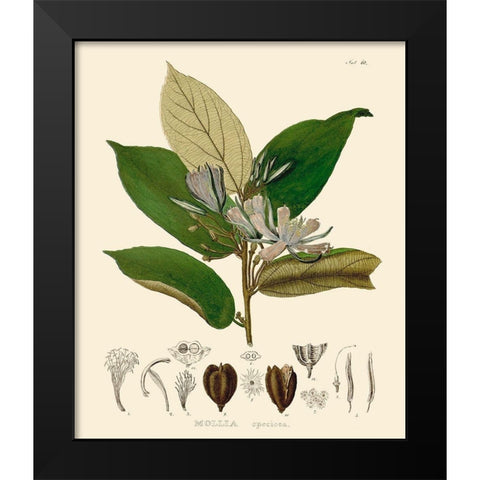 Luscious Leaves II Black Modern Wood Framed Art Print by Unknown