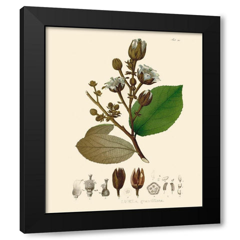 Luscious Leaves III Black Modern Wood Framed Art Print with Double Matting by Unknown