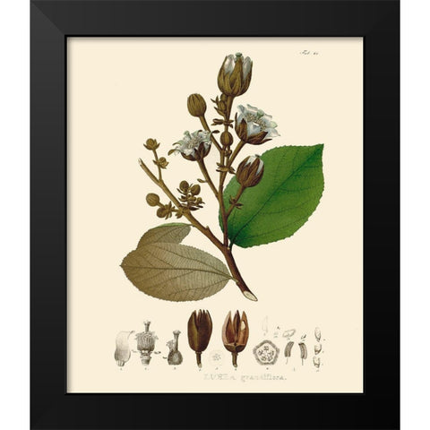 Luscious Leaves III Black Modern Wood Framed Art Print by Unknown
