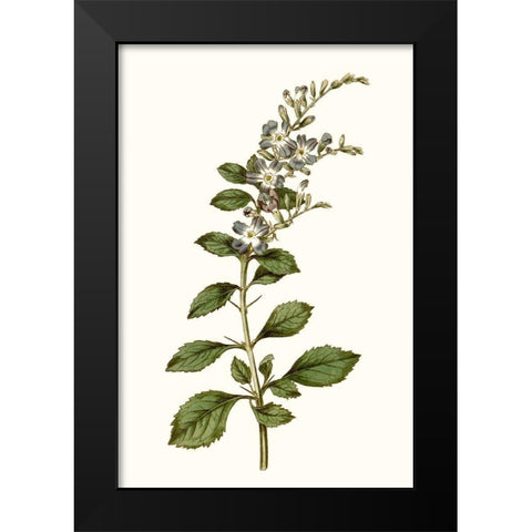 Soft Blue Botanicals I Black Modern Wood Framed Art Print by Curtis