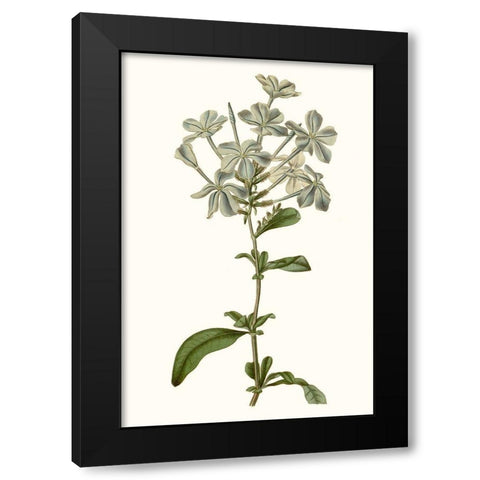 Soft Blue Botanicals VII Black Modern Wood Framed Art Print with Double Matting by Curtis