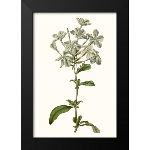 Soft Blue Botanicals VII Black Modern Wood Framed Art Print by Curtis