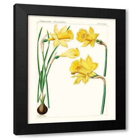 Bright Botanicals I Black Modern Wood Framed Art Print with Double Matting by Unknown