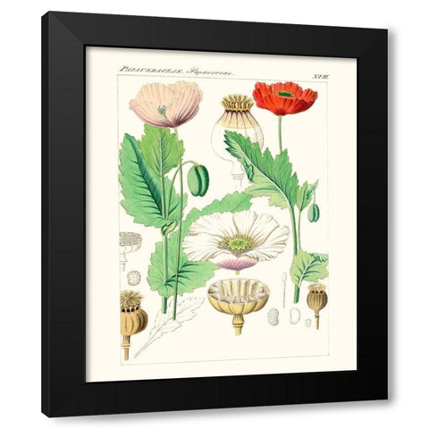 Bright Botanicals II Black Modern Wood Framed Art Print by Unknown