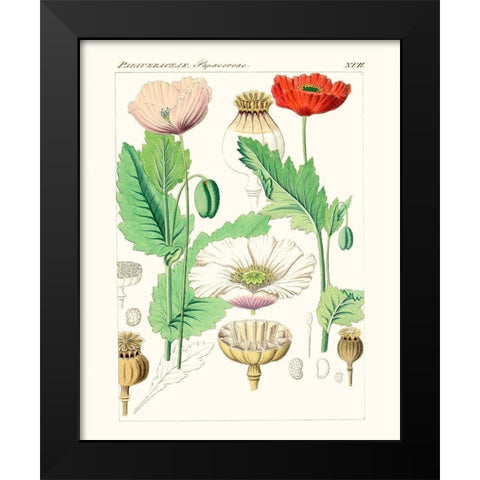 Bright Botanicals II Black Modern Wood Framed Art Print by Unknown