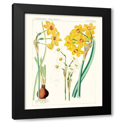 Bright Botanicals III Black Modern Wood Framed Art Print with Double Matting by Unknown