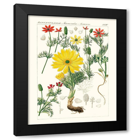 Bright Botanicals IV Black Modern Wood Framed Art Print by Unknown