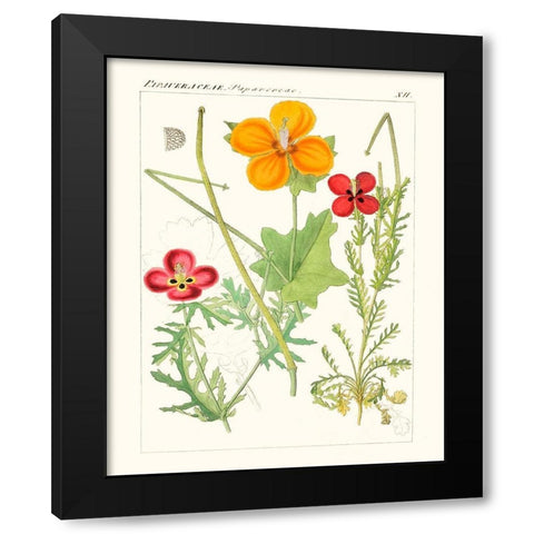 Bright Botanicals V Black Modern Wood Framed Art Print with Double Matting by Unknown