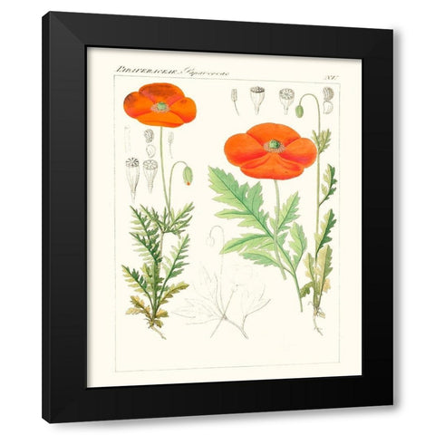 Bright Botanicals VI Black Modern Wood Framed Art Print with Double Matting by Unknown