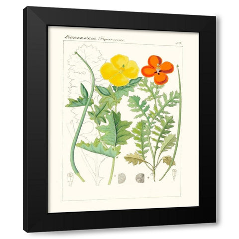 Bright Botanicals VII Black Modern Wood Framed Art Print with Double Matting by Unknown
