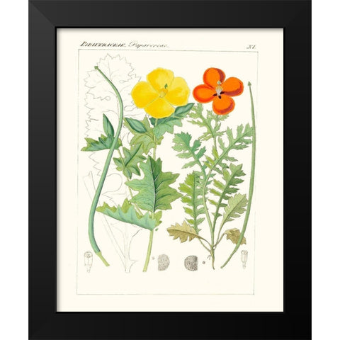 Bright Botanicals VII Black Modern Wood Framed Art Print by Unknown