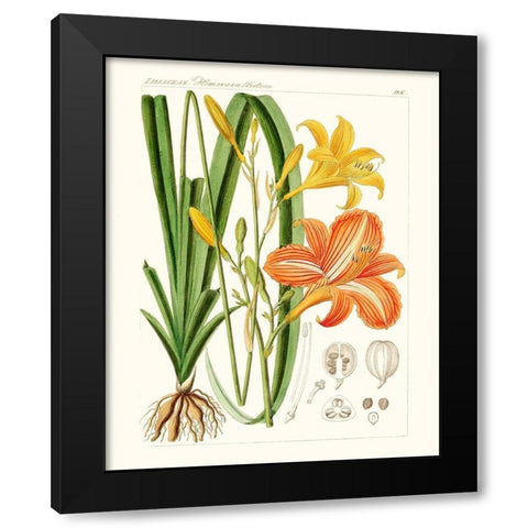Bright Botanicals VIII Black Modern Wood Framed Art Print with Double Matting by Unknown