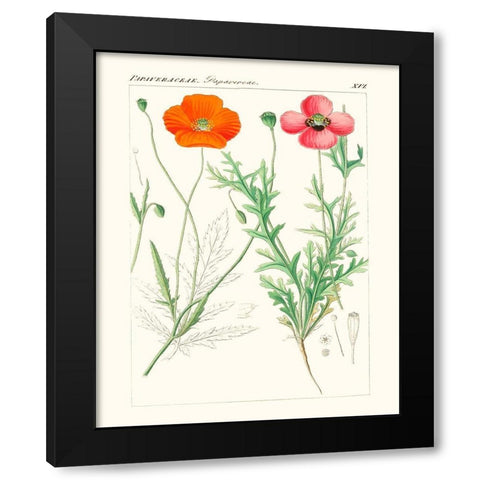 Bright Botanicals IX Black Modern Wood Framed Art Print with Double Matting by Unknown