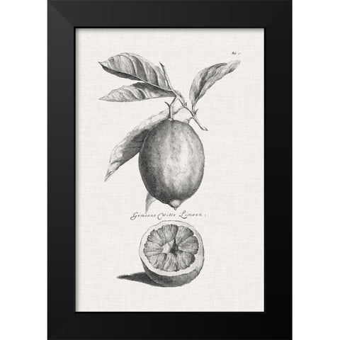 Antique Lemons and Oranges I Black Modern Wood Framed Art Print by Unknown