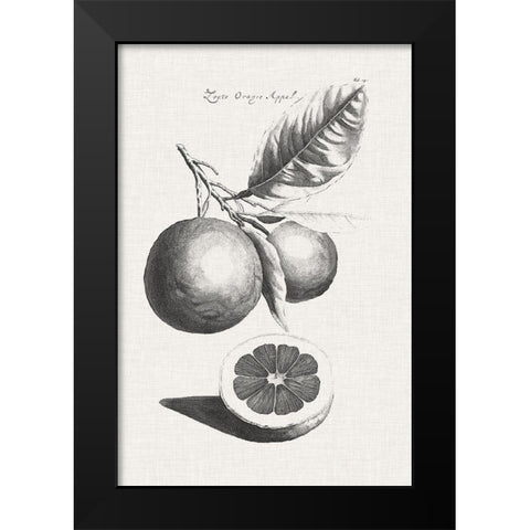 Antique Lemons and Oranges II Black Modern Wood Framed Art Print by Unknown