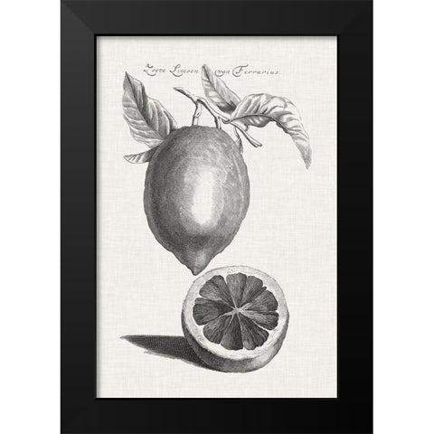 Antique Lemons and Oranges III Black Modern Wood Framed Art Print by Unknown