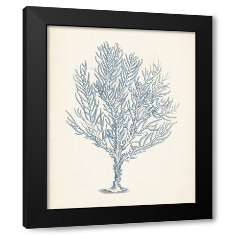 Antique Coral Collection III Black Modern Wood Framed Art Print with Double Matting by Vision Studio