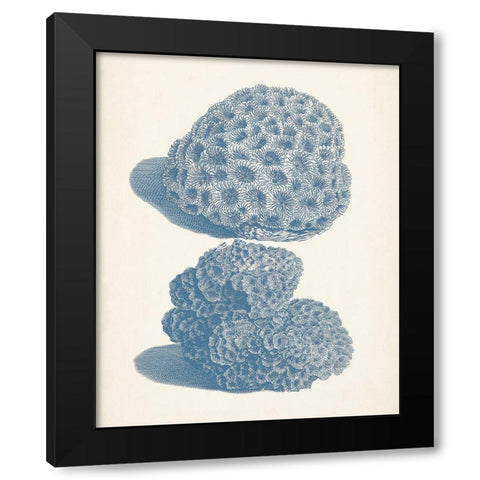 Antique Coral Collection VIII Black Modern Wood Framed Art Print with Double Matting by Vision Studio