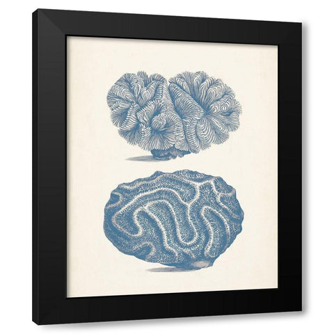 Antique Coral Collection IX Black Modern Wood Framed Art Print with Double Matting by Vision Studio