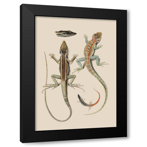 Antique Lizards II Black Modern Wood Framed Art Print by Unknown