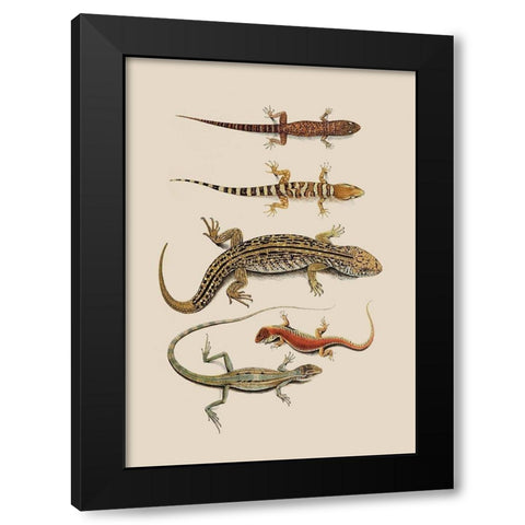 Antique Lizards III Black Modern Wood Framed Art Print with Double Matting by Unknown