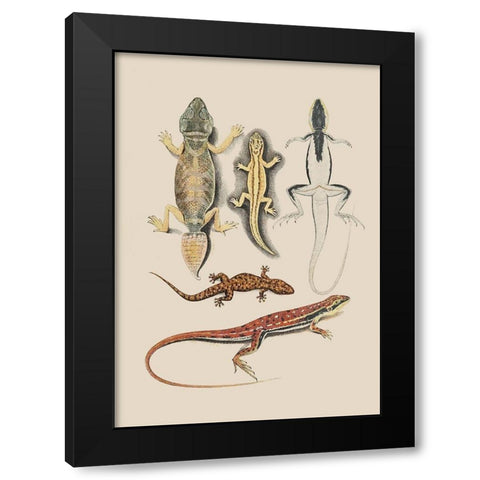 Antique Lizards IV Black Modern Wood Framed Art Print by Unknown