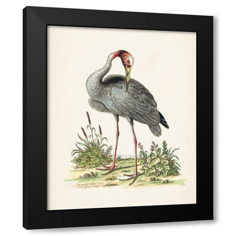 Antique Heron and Cranes I Black Modern Wood Framed Art Print by Edwards, George