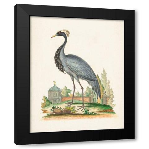 Antique Heron and Cranes II Black Modern Wood Framed Art Print by Edwards, George
