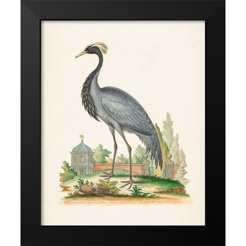 Antique Heron and Cranes II Black Modern Wood Framed Art Print by Edwards, George