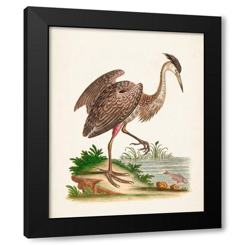 Antique Heron and Cranes III Black Modern Wood Framed Art Print by Edwards, George