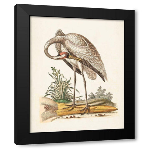 Antique Heron and Cranes IV Black Modern Wood Framed Art Print by Edwards, George