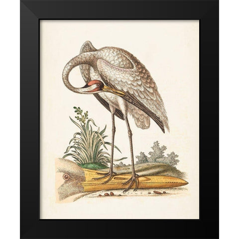 Antique Heron and Cranes IV Black Modern Wood Framed Art Print by Edwards, George