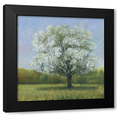 Spring Blossom Tree II Black Modern Wood Framed Art Print with Double Matting by OToole, Tim