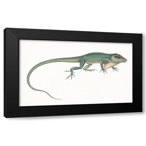 Antique Chameleon Black Modern Wood Framed Art Print by Unknown