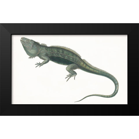 Antique Iguana Black Modern Wood Framed Art Print by Unknown