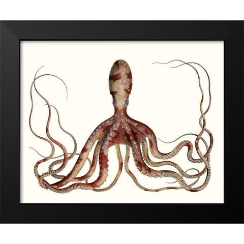 Antique Octopus Collection II Black Modern Wood Framed Art Print by Unknown