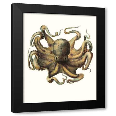 Antique Octopus Collection VII Black Modern Wood Framed Art Print by Unknown
