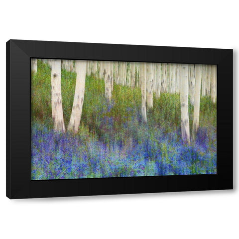 Aspen Forest Floor Black Modern Wood Framed Art Print by Vest, Chris