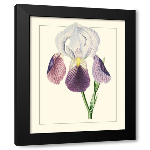 Purple Irises I Black Modern Wood Framed Art Print with Double Matting by Unknown